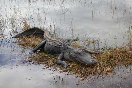 Alligator, Shark Valley, Florida by Patrick Ogle